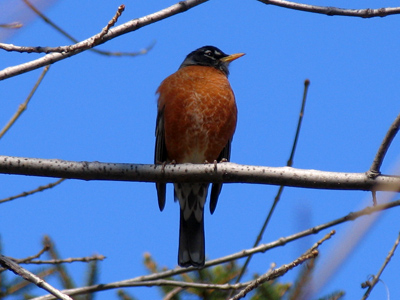 The birds were excited to be out this weekend.