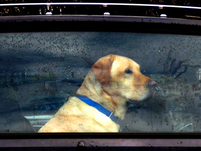 `I hope they remember to buy Snausages.`