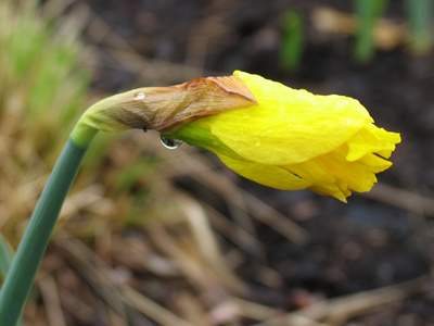 Daff--  Daffo--  [to be continued].