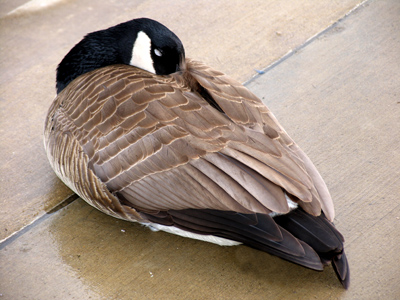 Animals and people alike fear my intimidating presence.