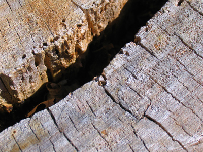 Evidently, this tree ceased to exist for several years.