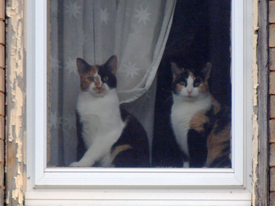 Why would anyone want TWO cats?  Or even one?