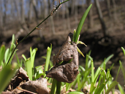 Spring is in a hurry.