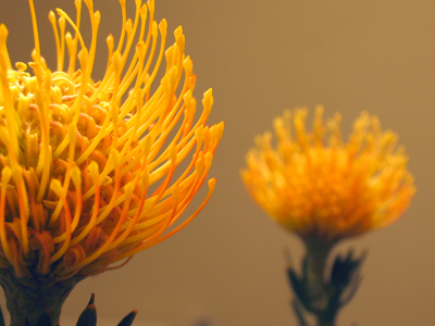 Pincushion protea, a tropical flower native to Hawaii.