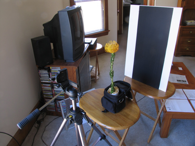 I photographed the flower in my lavish studio.