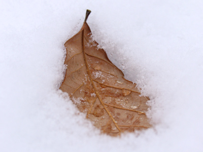 Fall, winter, spring . . . what season is it?