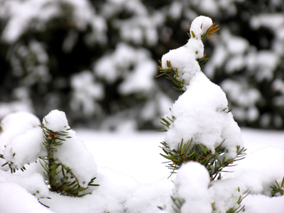 Snow, shrub, more snow.