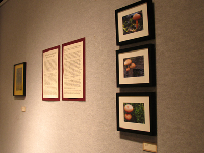 A few mushroom photos hanging in a small gallery show.