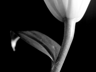 `That even Solomon in all his glory was not arrayed like one of these.` MATTHEW 6:28, 29