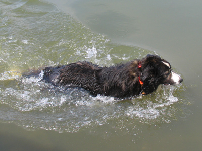 That dog is NOT getting in the car!
