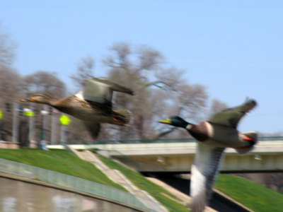 The shutter snapped at 1/1600 of a second, and they`re still a blur.