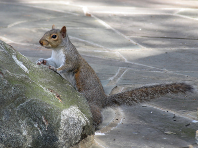 Is it really wildlife if there`s a parking lot 20 feet away?
