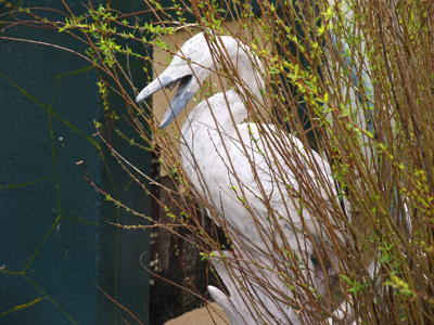 A rare sighting of the `cranus plasterus.`