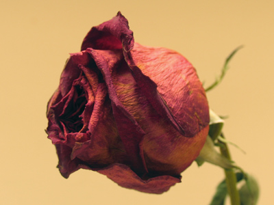 Last seen on April 1.