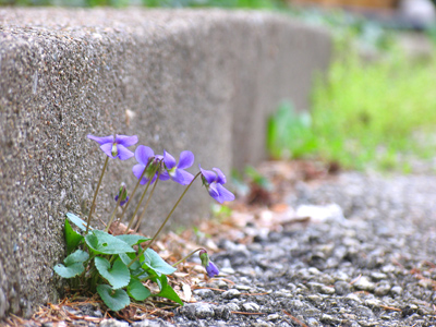 Life in the gutter ain`t so bad.