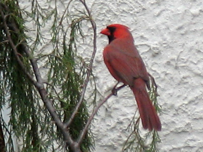 One of two sparring males.