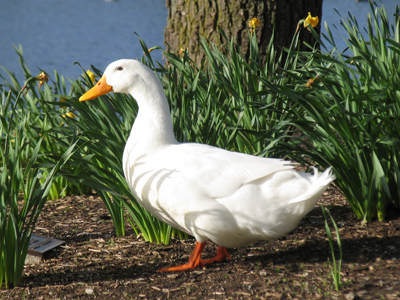 Thanks to the clever camouflage provided by its yellow bill, I noticed this duck only when it made a sound.