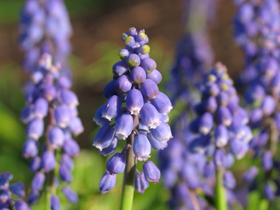 The darling buds of May arrived early.