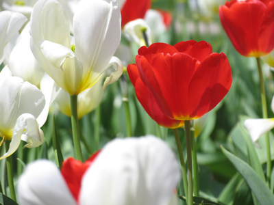 With my new zoom lens, I can see all the way to Holland.