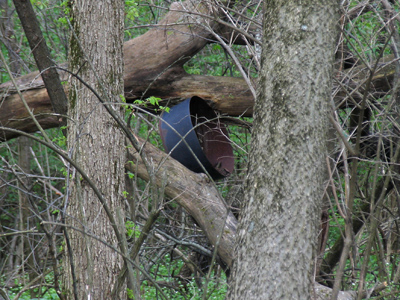 There -- through the trees -- you can just make it out:  the nest of a cast-iron warbler.