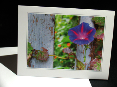 Did you know you can buy notecards of my photos?