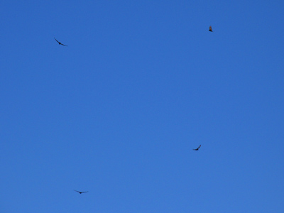 Hmmm . . . buzzards appeared as soon as I mentioned selling notecards.