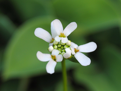 Small scale symmetry.