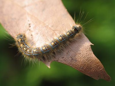 Eat, eat, eat, eat, eat, eat, eat, eat, eat, sleep for a long time, fly.