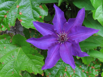 Clematis - purple.