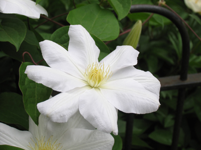 Clematis - white.