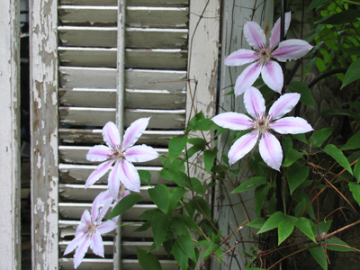 Clematis - somewhere in between.