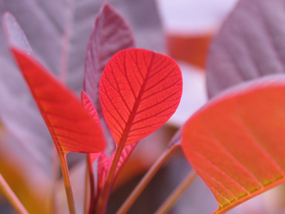 Okay, explain how chlorophyll turns these red in the spring.