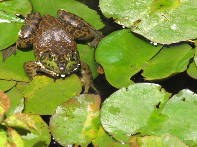 Some people smoke cigarettes or watch TV during THEIR lunch breaks.