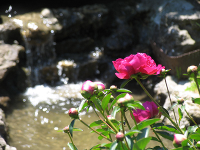 Bird busting in the Oregon District.