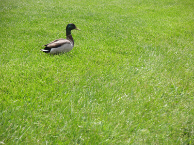 Duck-in-grass.
