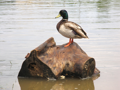 Duck-on-stump.