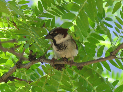 My little chickadee.