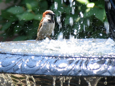 Yesterday`s chickadee takes a bath.