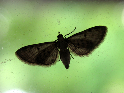 Moth at my window, window moth.