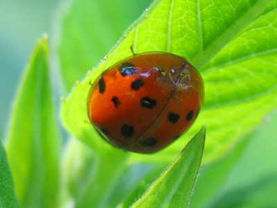 It was covered with a transparent layer of morning dew.