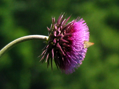 See, I shot this flower.  Oh wait, there`s a bug.