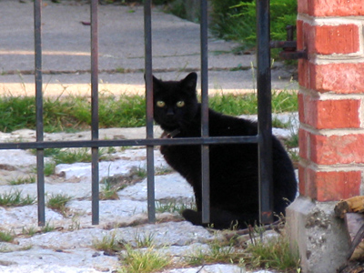 What do you call a cat behind bars?  Justice.