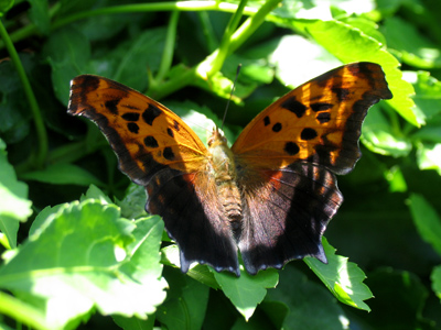 Why would any butterfly allow me to get this close?