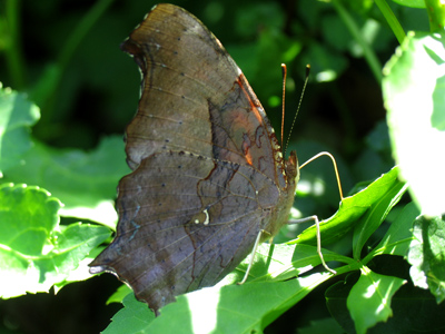 Cuz it`s too busy drankin`.