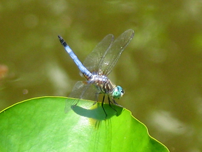 I was pretty happy with this shot of a little blue dragonfly...