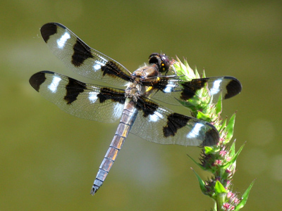 But then I saw this big one, and nearly fell in the pond.
