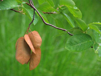 Old before its time.