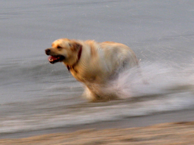 No, not another day of dogs!