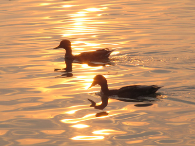 Okay, dogs and ducks.