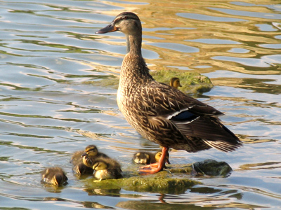 It`s tough being a single parent.